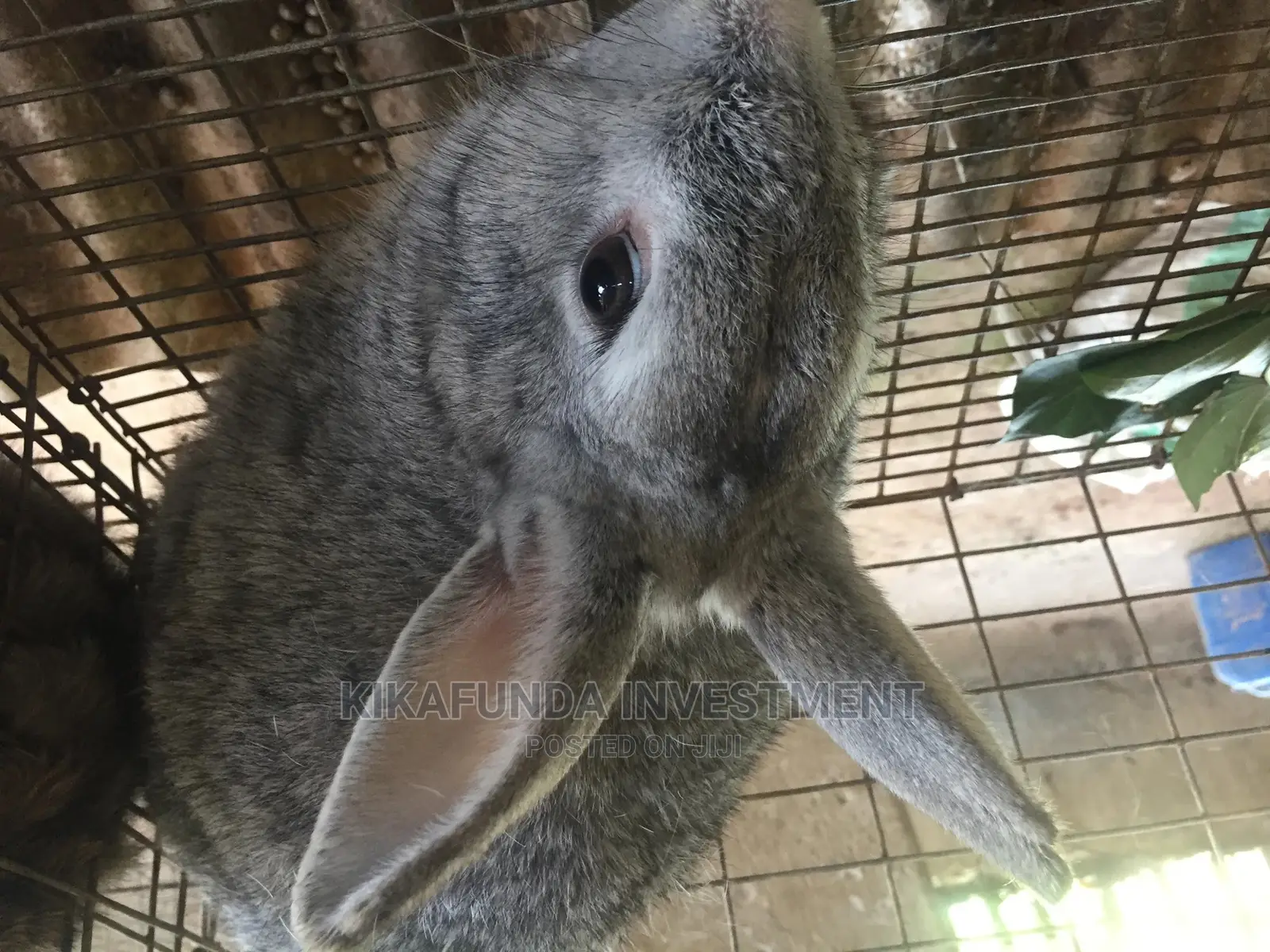 Grey Male Chinchillas
