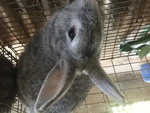 Grey Male Chinchillas