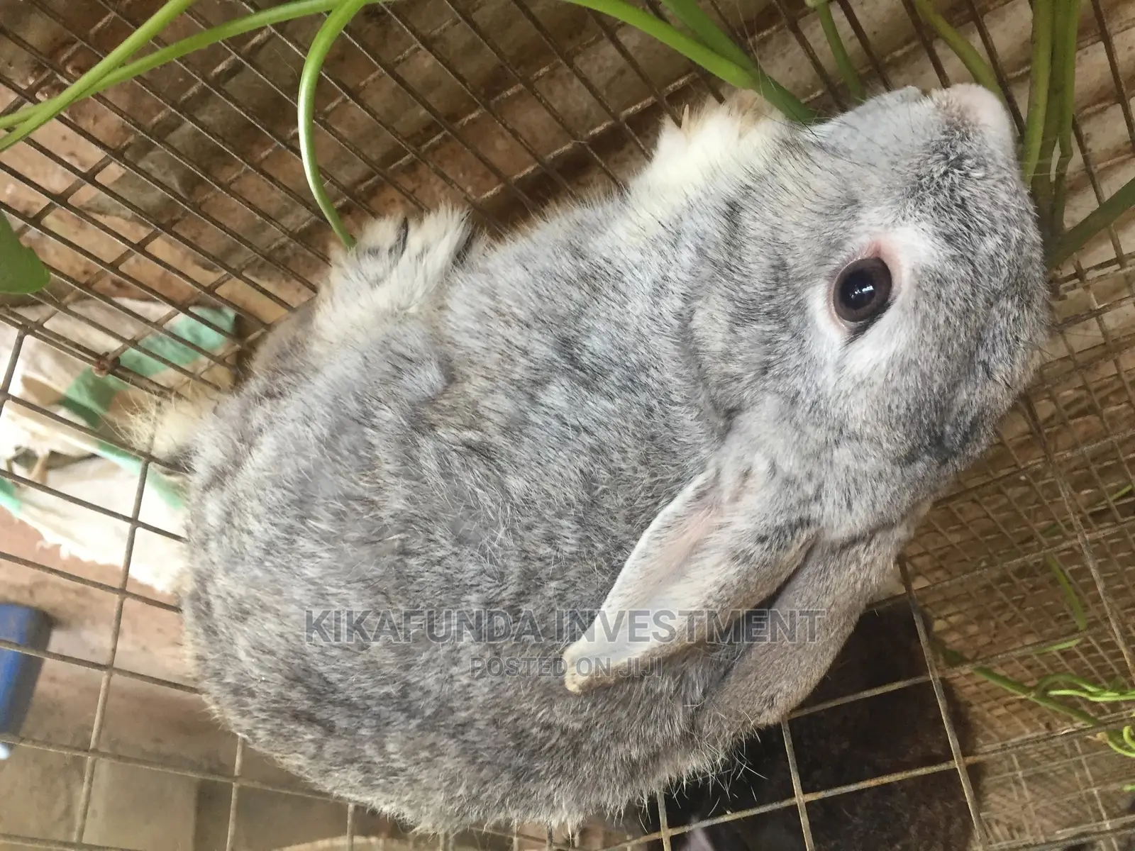 Grey Male Chinchillas