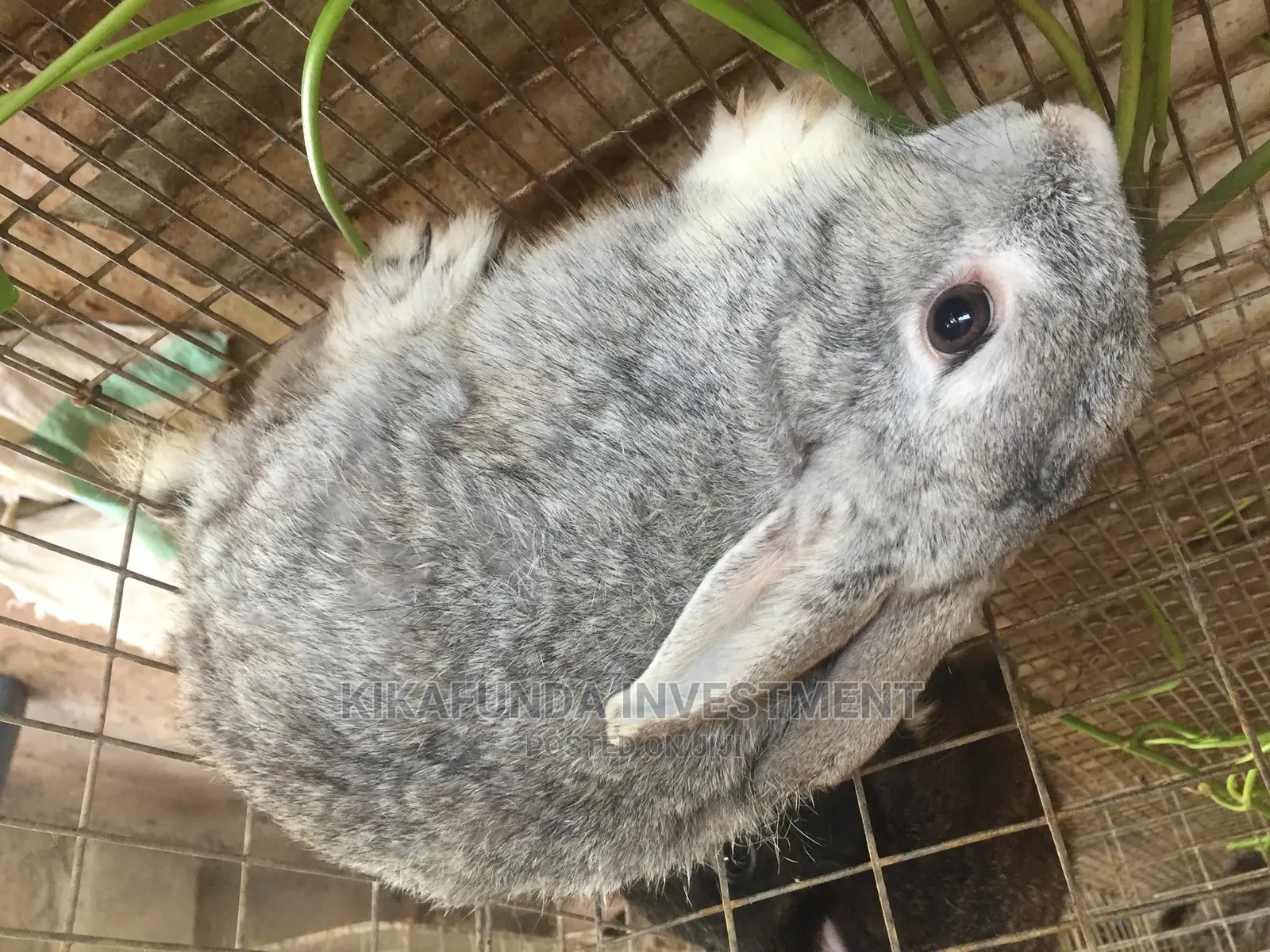 Grey Male Chinchillas