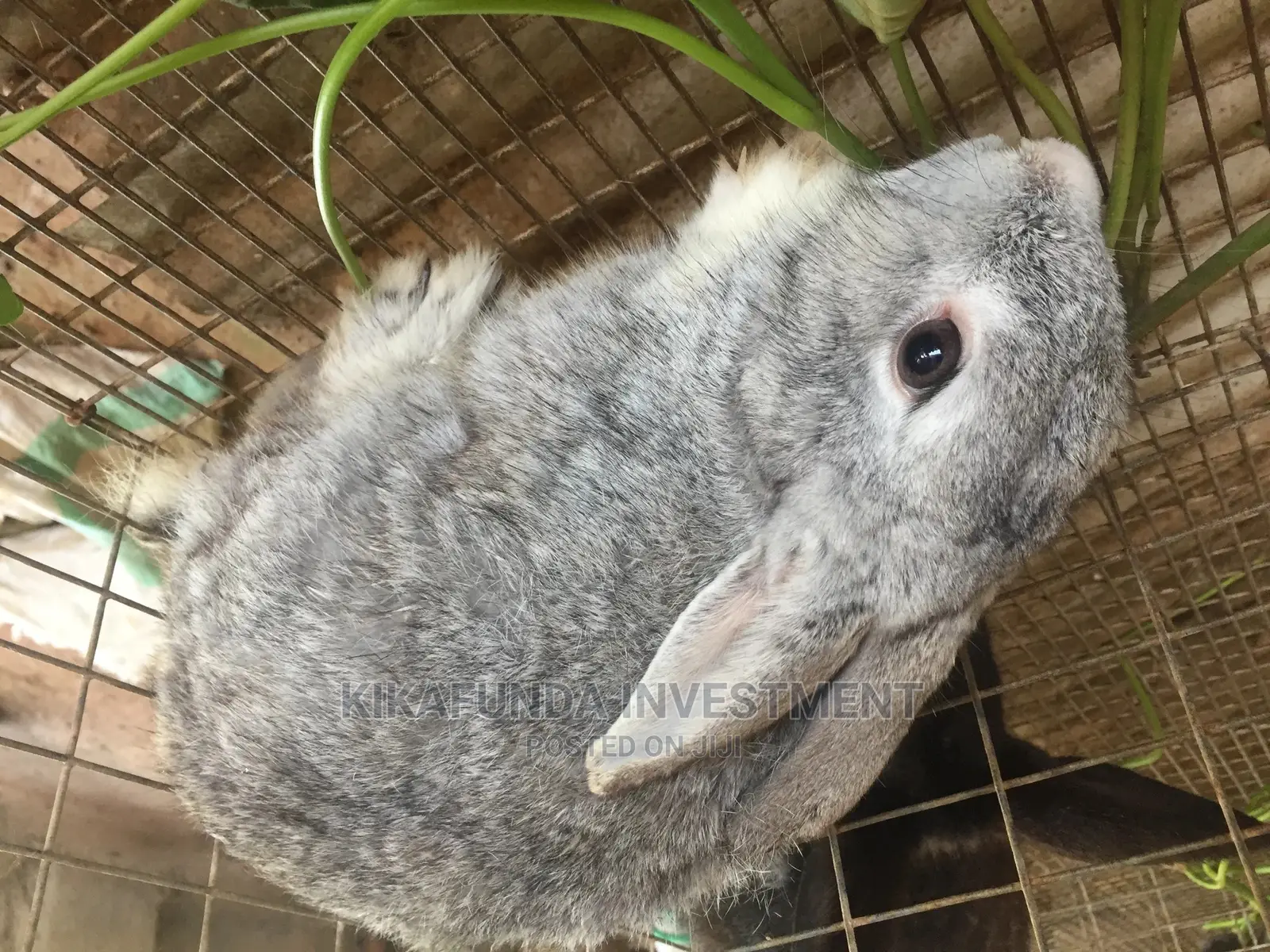Grey Male Chinchillas