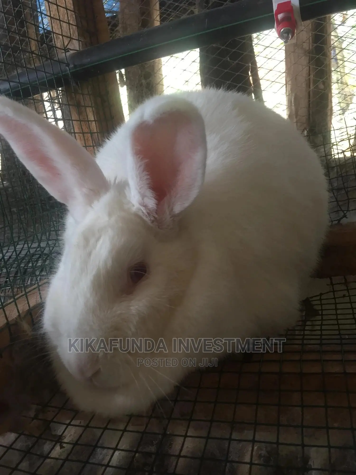 Imported Exotic Female Newzealand White