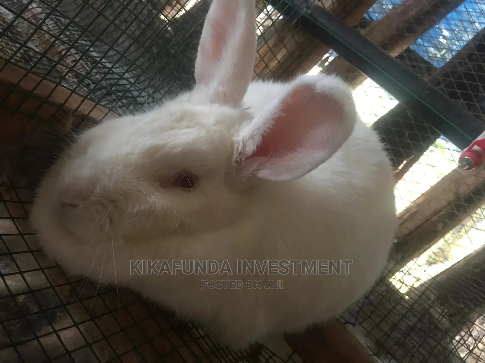 Imported Exotic Female Newzealand White