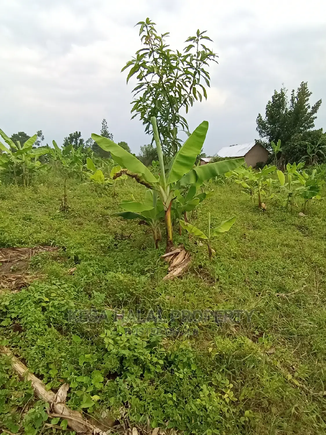 Good 10 Plots 50X100 at 6m on Bombo Road After Kalule Town