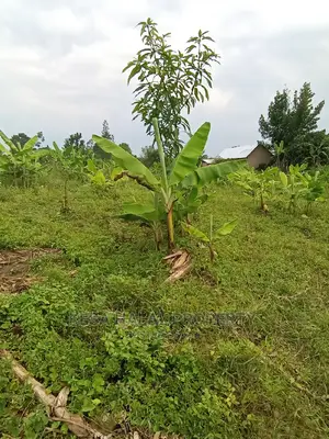 Good 10 Plots 50X100 at 6m on Bombo Road After Kalule Town