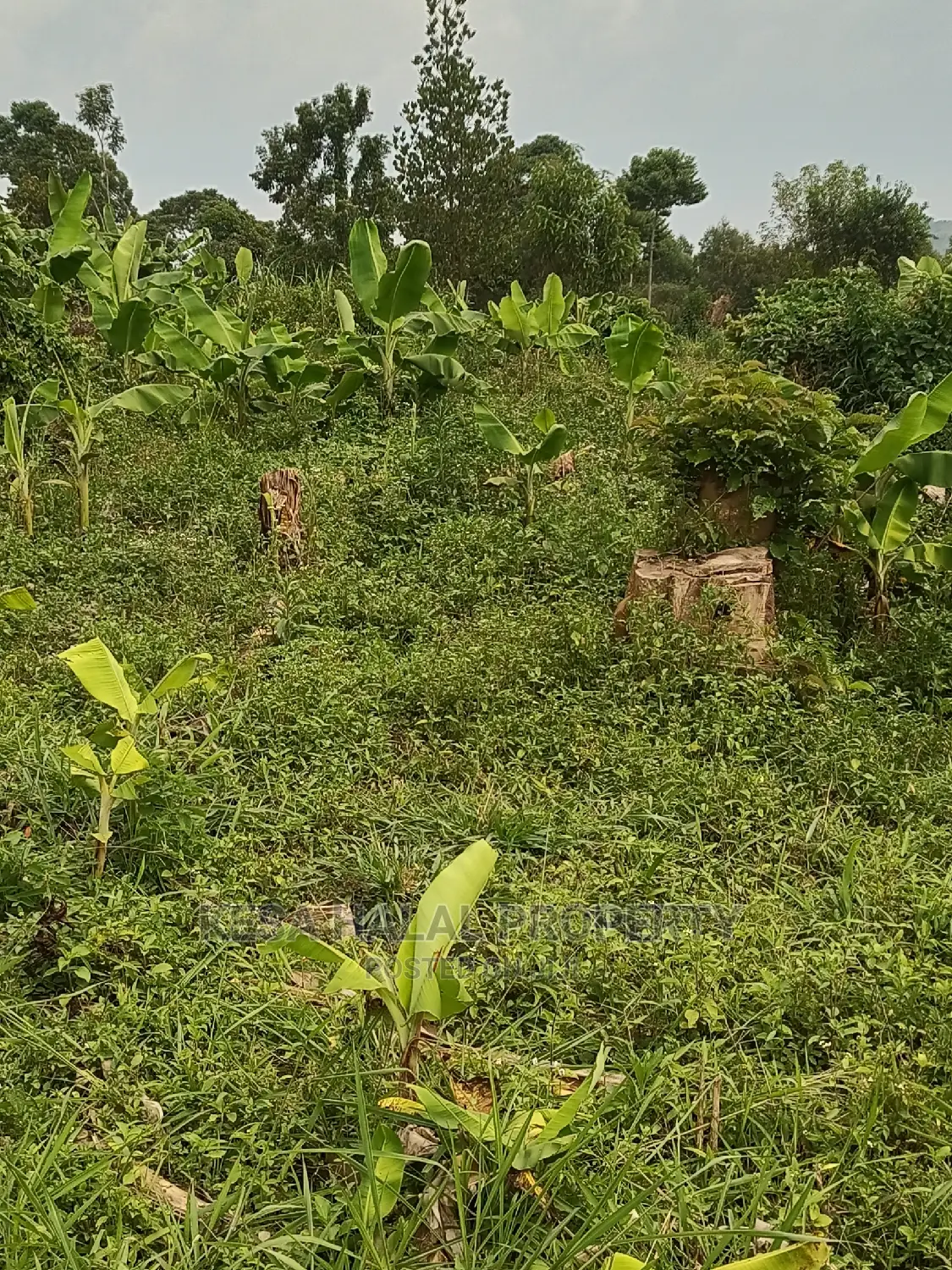 Good 10 Plots 50X100 at 6m on Bombo Road After Kalule Town