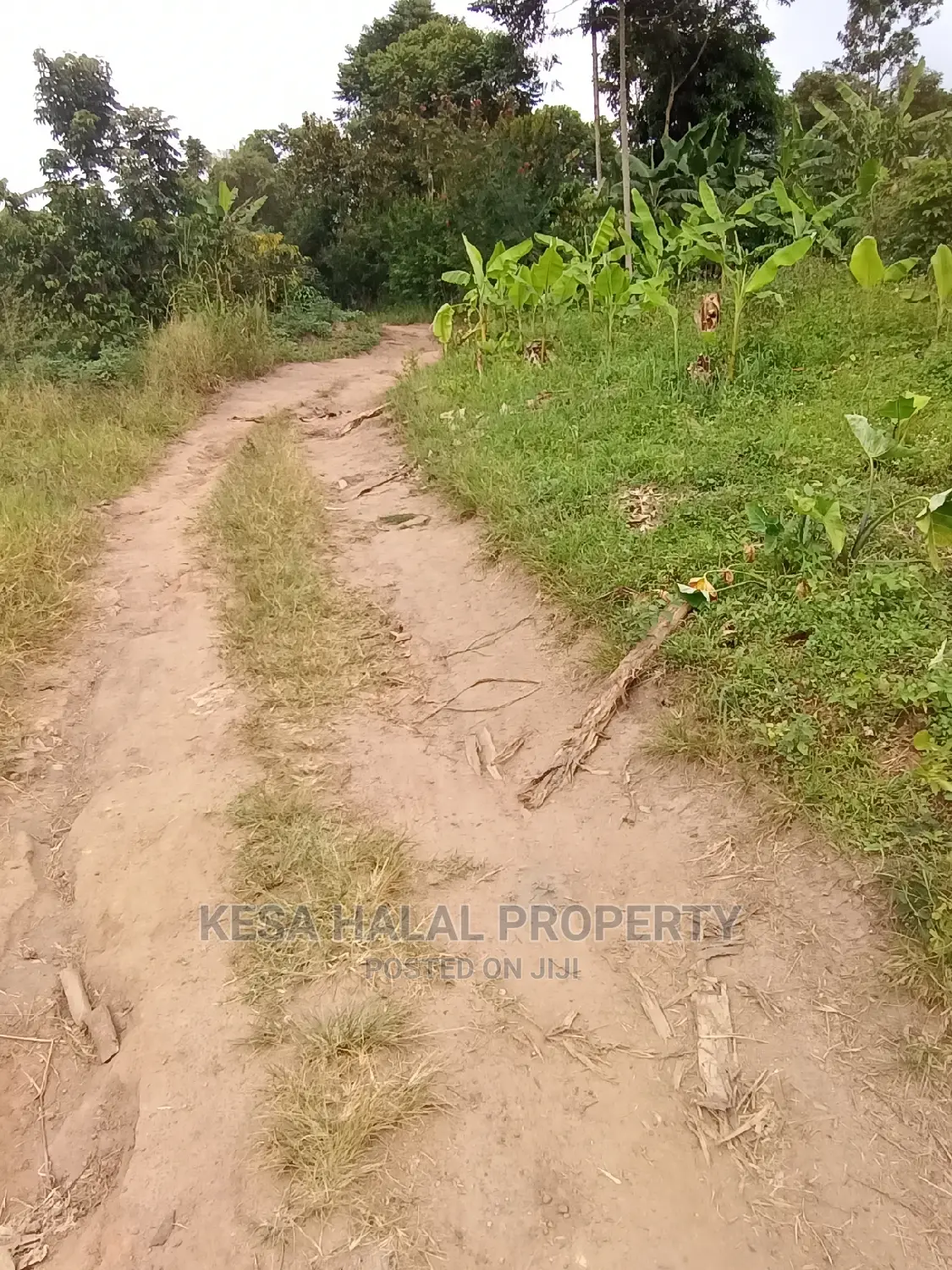Good 10 Plots 50X100 at 6m on Bombo Road After Kalule Town
