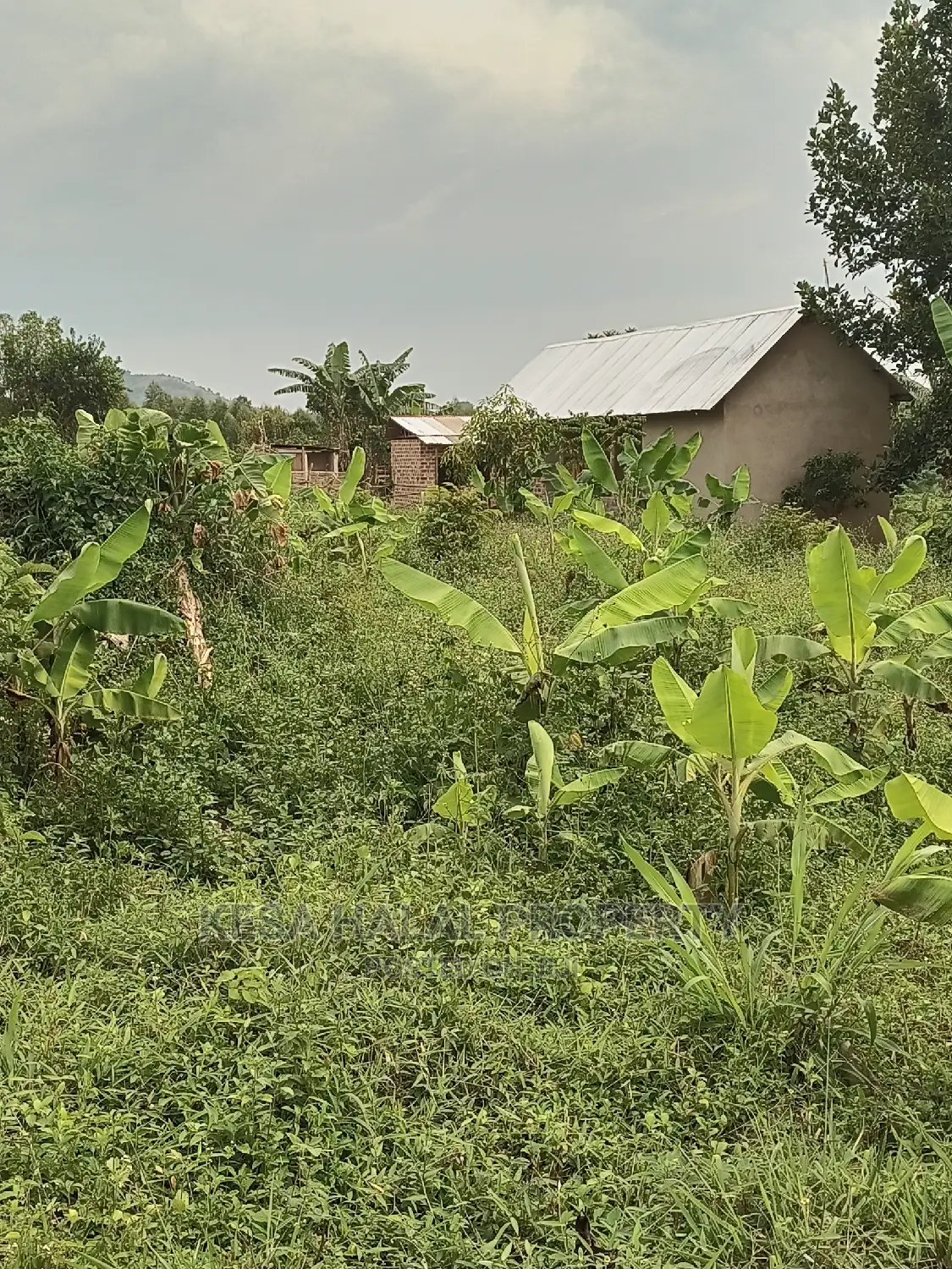 Good 10 Plots 50X100 at 6m on Bombo Road After Kalule Town