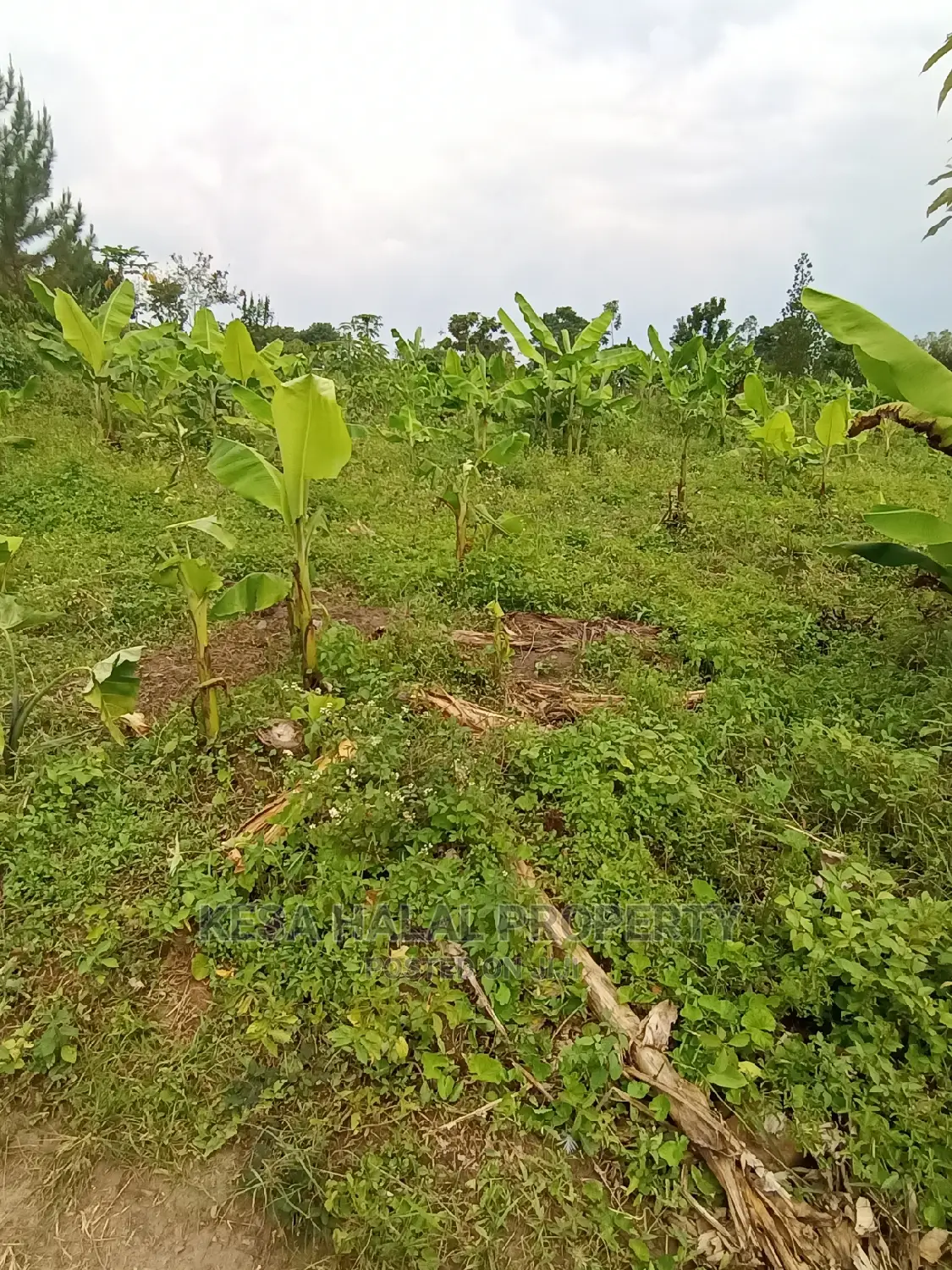 Good 10 Plots 50X100 at 6m on Bombo Road After Kalule Town