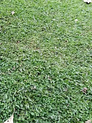 Photo - Natural Grass Lawn and Paspalum Grass Carpet
