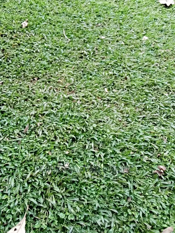 Natural Grass Lawn and Paspalum Grass Carpet