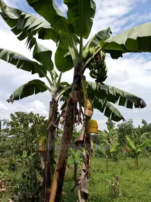 Plot Is Available for Sale in Buwate