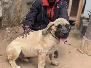 3-6 Months Male Purebred Boerboel