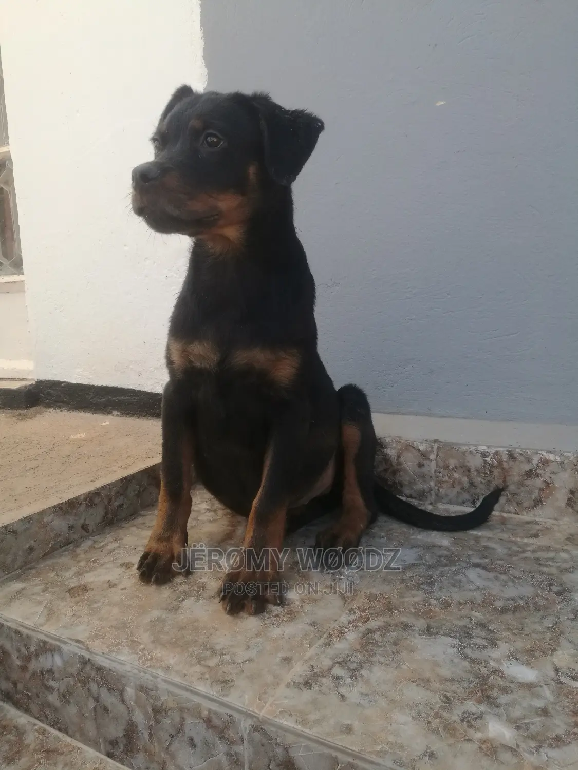 1-3 Months Male Purebred Rottweiler