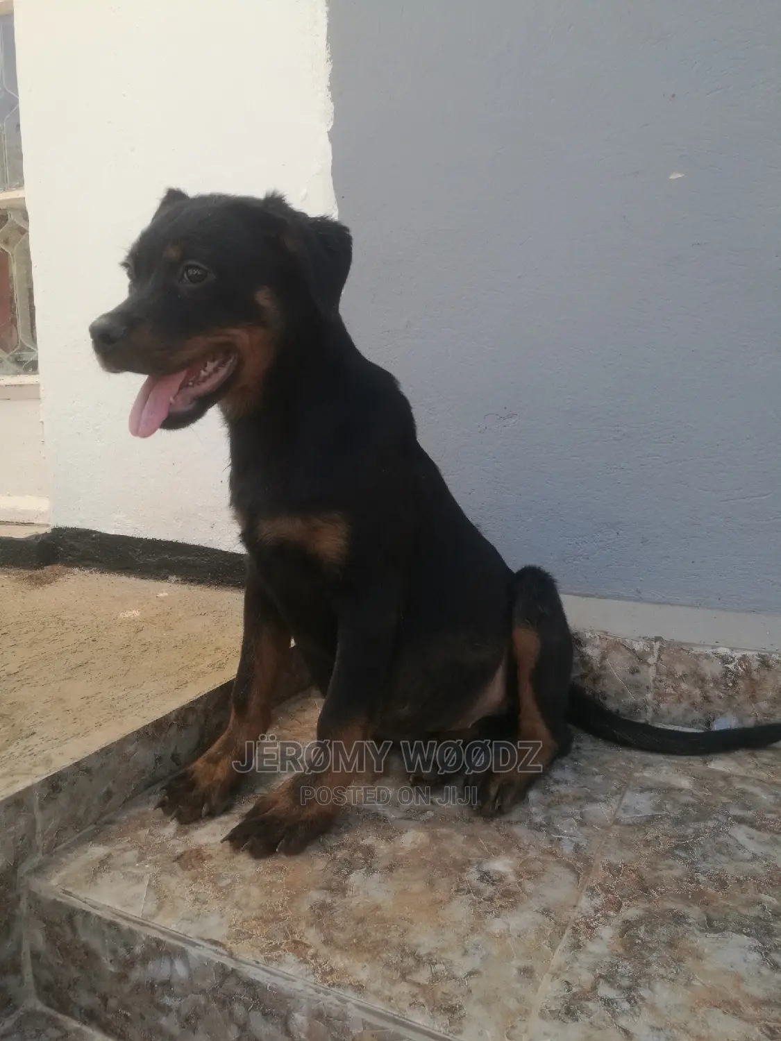 1-3 Months Male Purebred Rottweiler