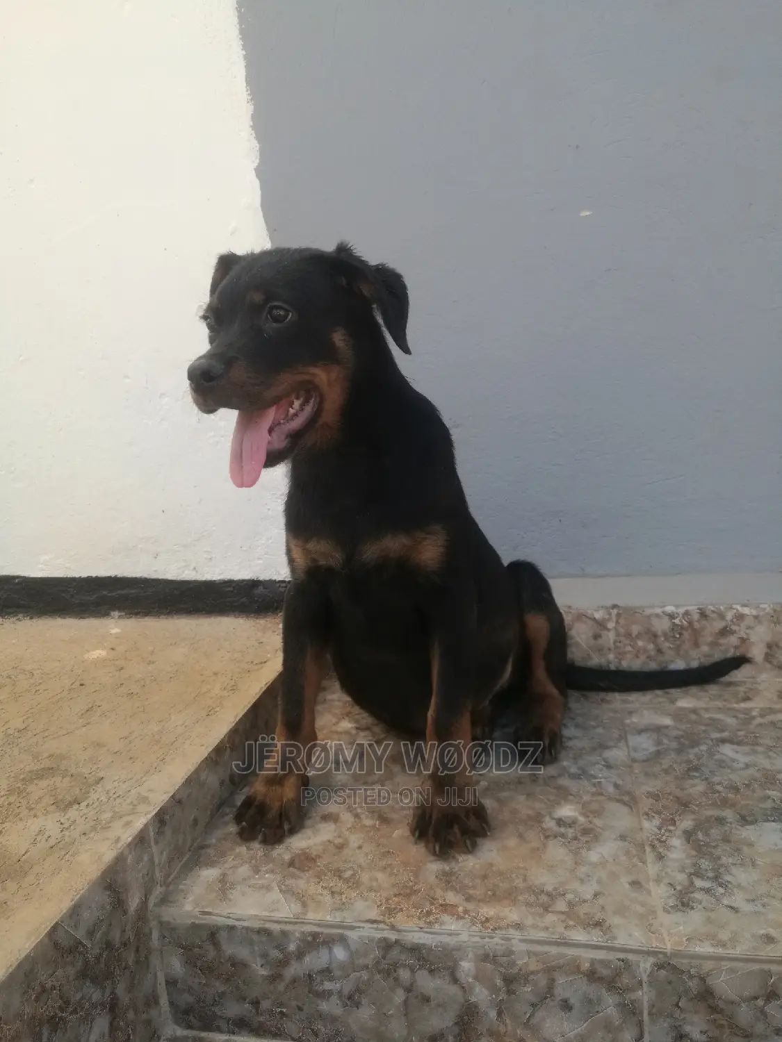 1-3 Months Male Purebred Rottweiler