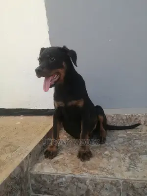 1-3 Months Male Purebred Rottweiler