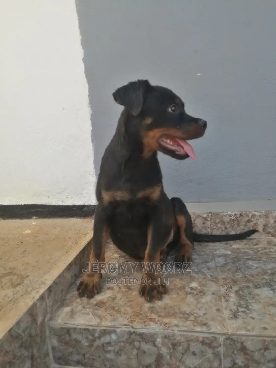 1-3 Months Male Purebred Rottweiler