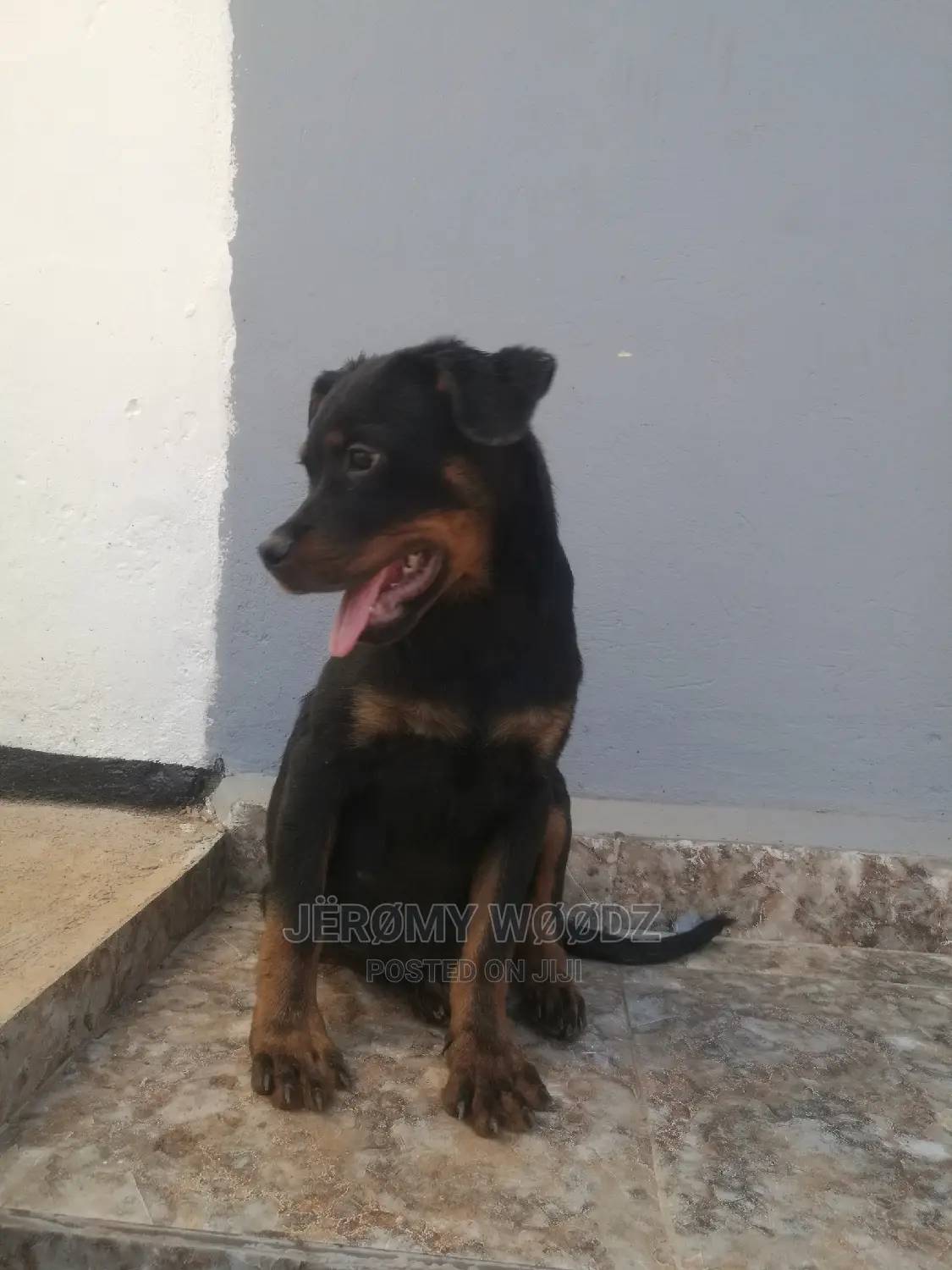 1-3 Months Male Purebred Rottweiler