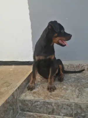 1-3 Months Male Purebred Rottweiler
