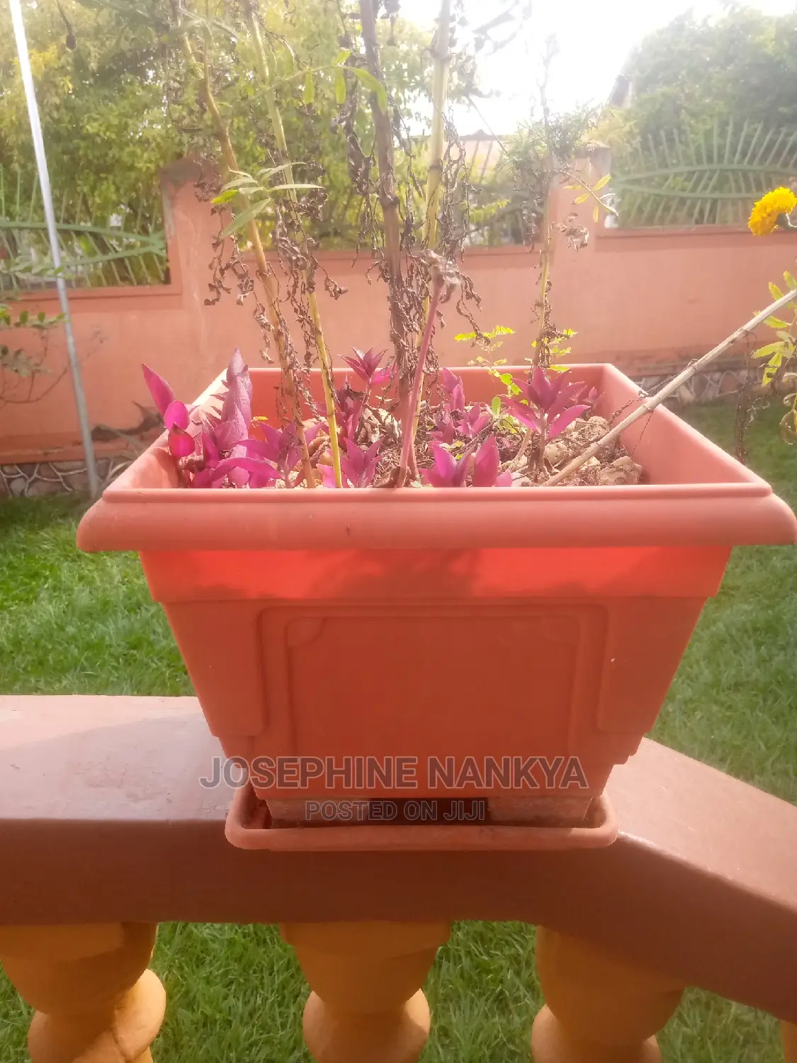 Square Flowerpot, Brown Colour