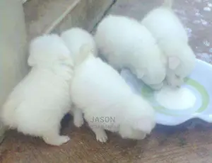 Japanese Spitz White Puppies