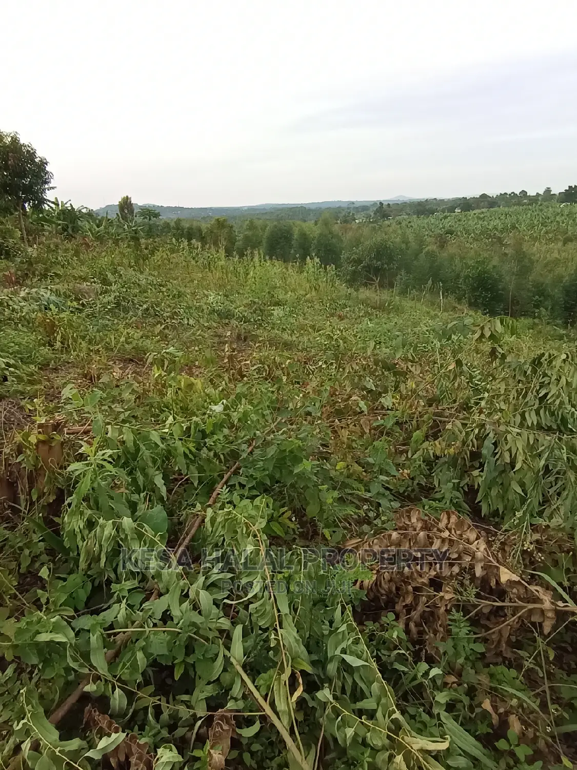 Good View Plots on Bombo Rd U Branch at Janan Sch.