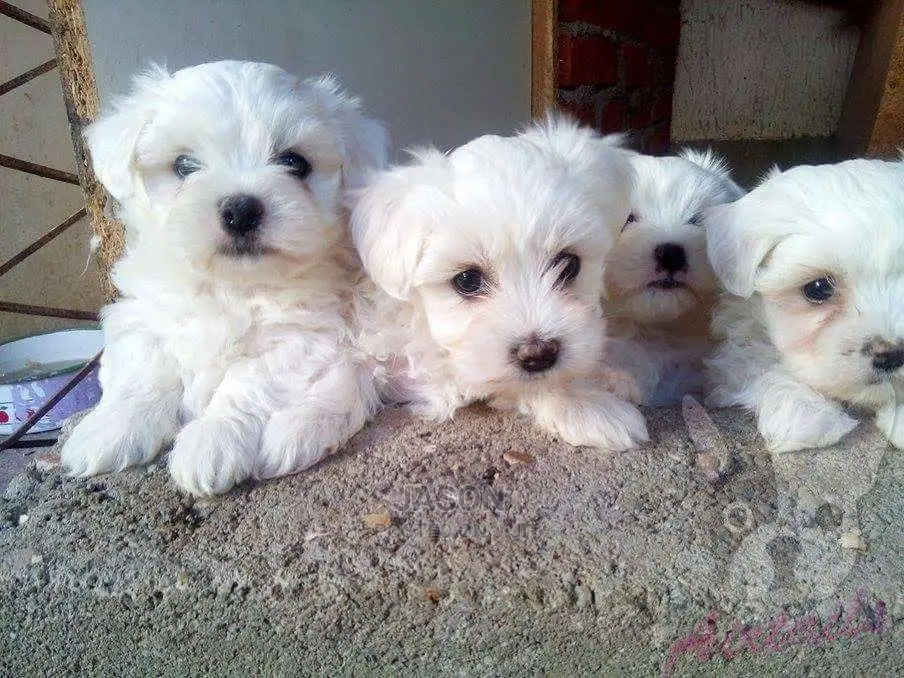 Cute Maltese White Puppies