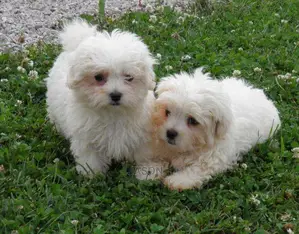 Cute Maltese White Puppies