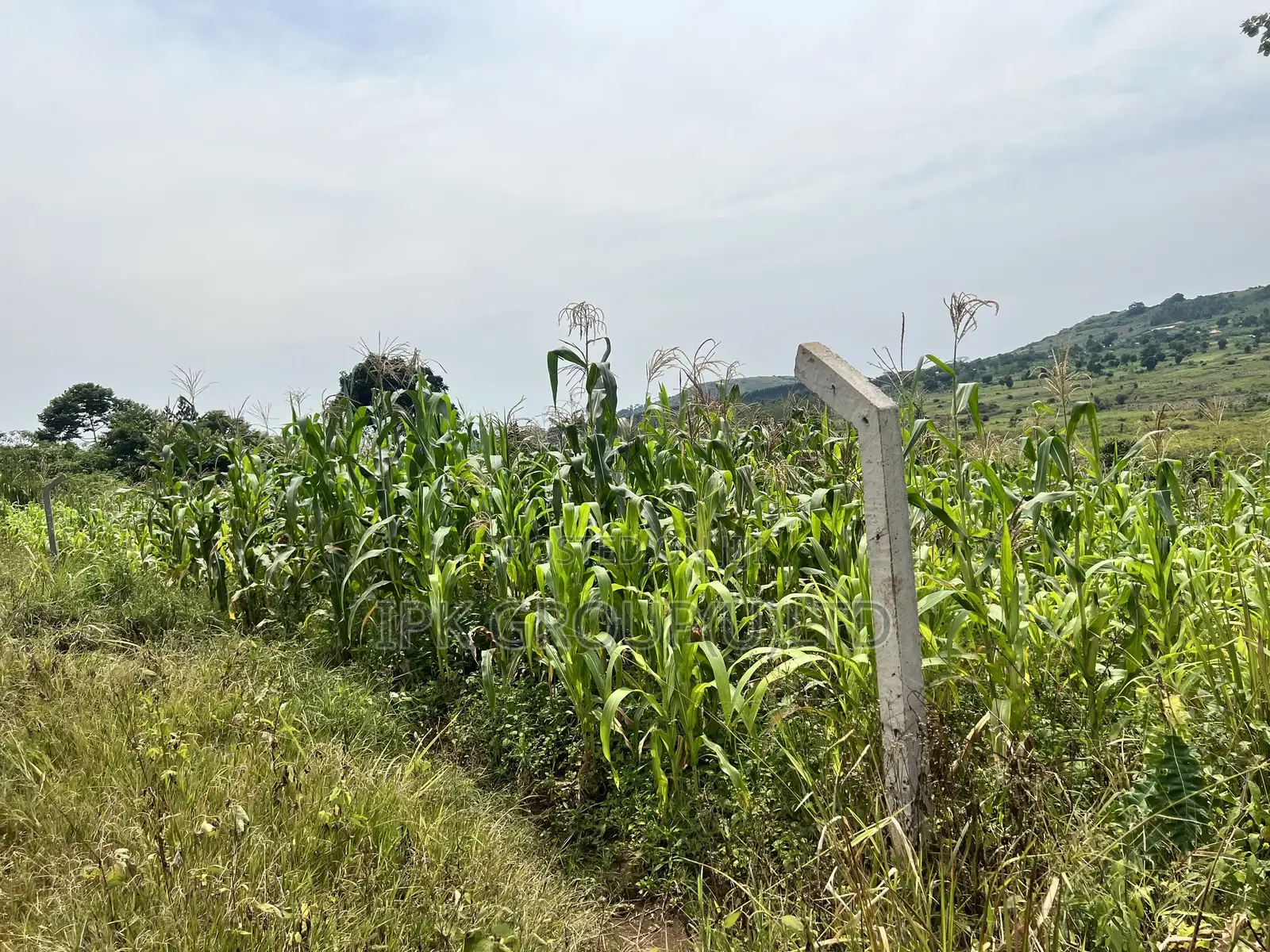 Mpigi Bubuule Titled Land
