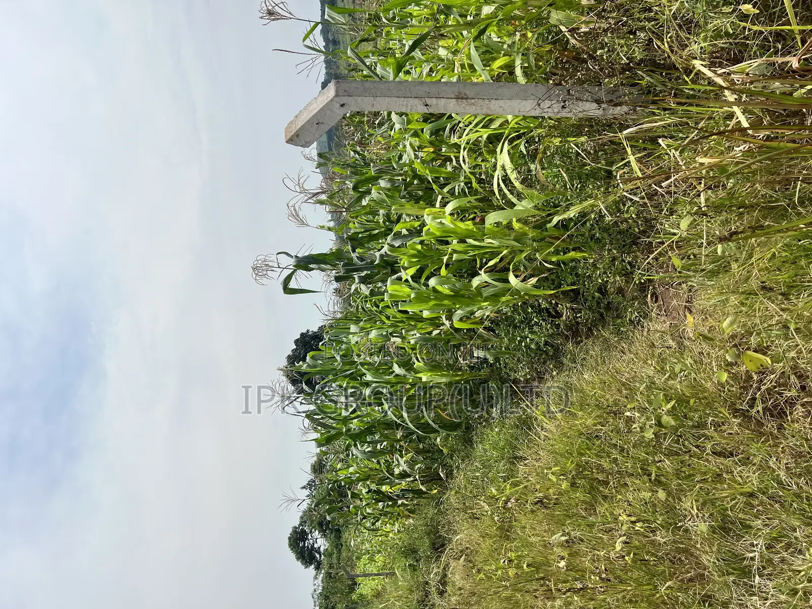 Mpigi Bubuule Titled Land