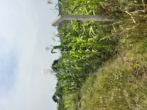Mpigi Bubuule Titled Land