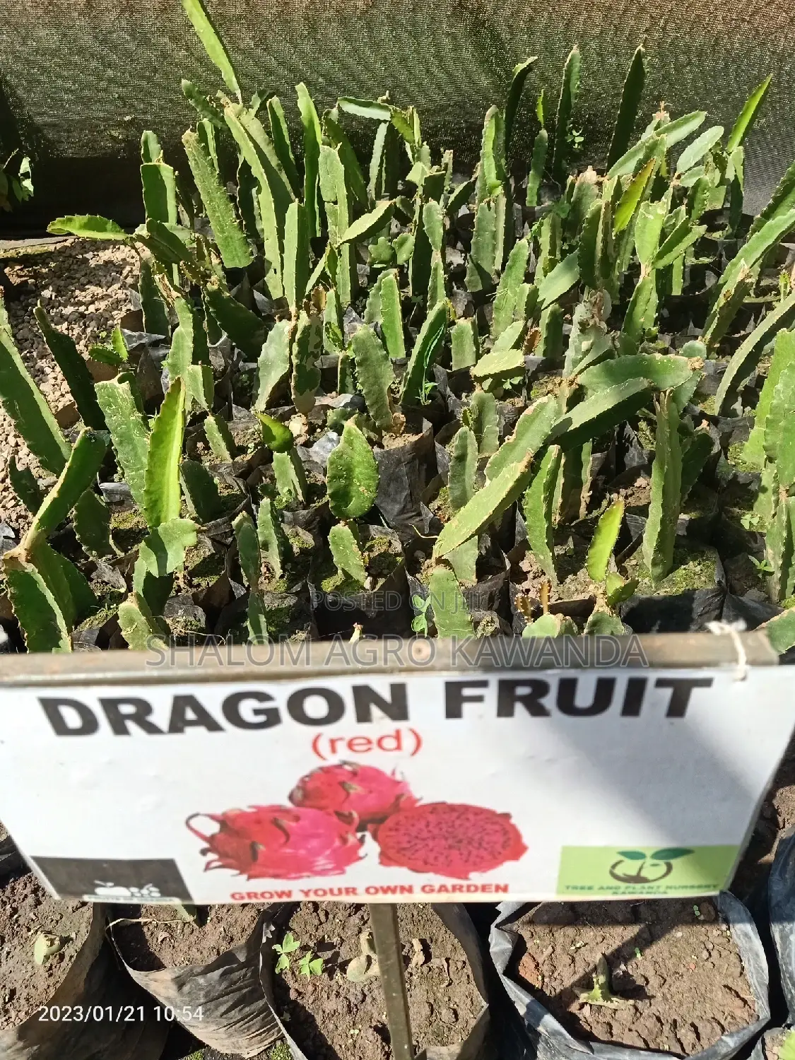 Red Dragon Fruit (30000)