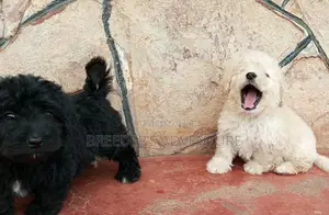 1-3 Months Male Purebred Maltese