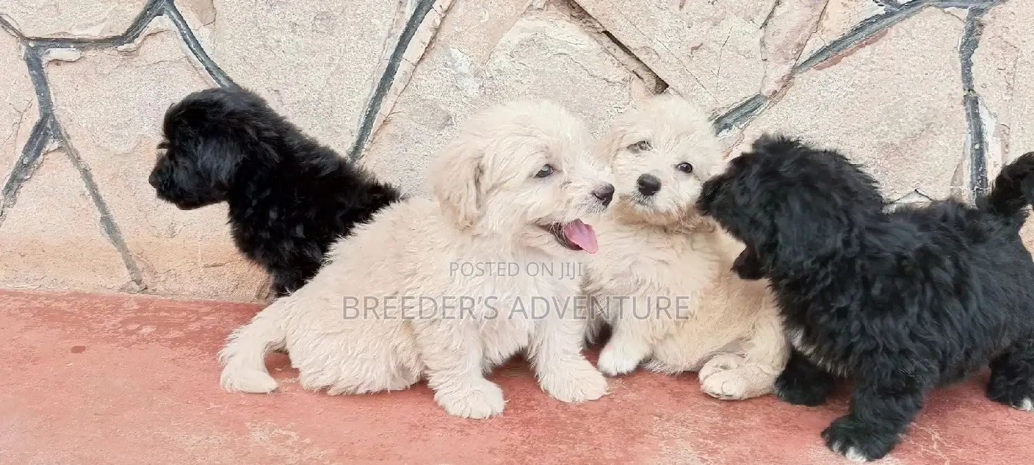 1-3 Months Male Purebred Maltese