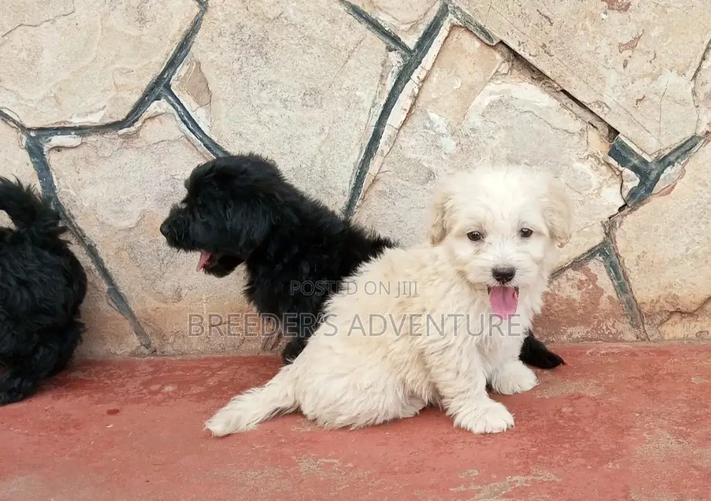 1-3 Months Male Purebred Maltese