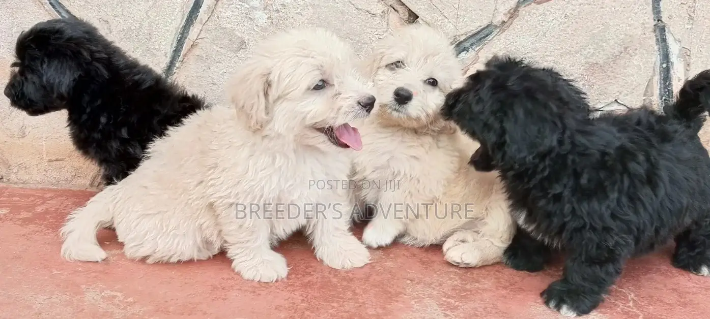 1-3 Months Male Purebred Maltese
