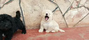 1-3 Months Male Purebred Maltese