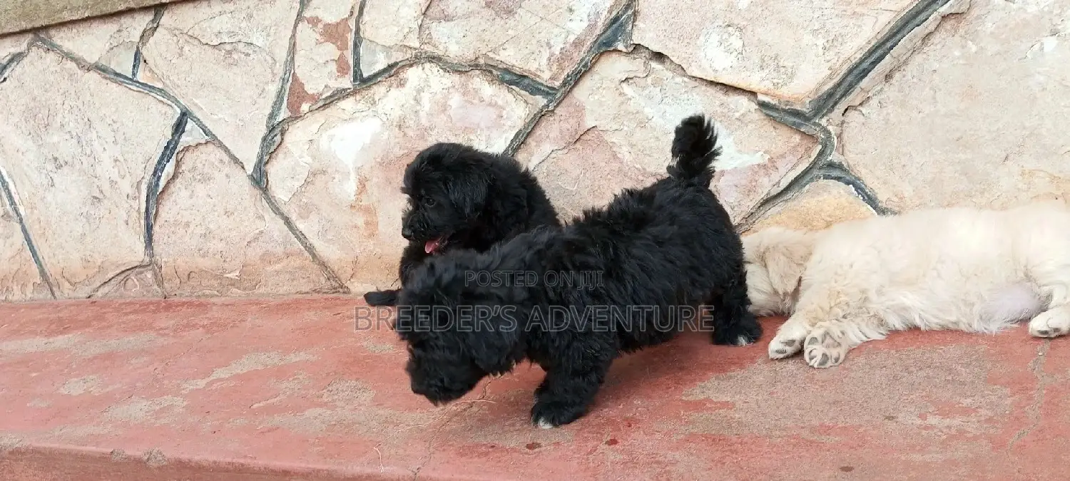 1-3 Months Male Purebred Maltese