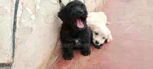 1-3 Months Male Purebred Maltese