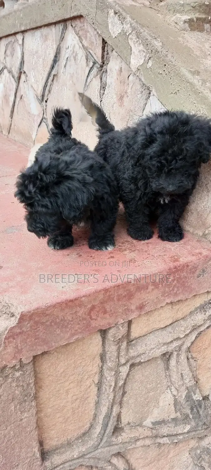 1-3 Months Male Purebred Maltese