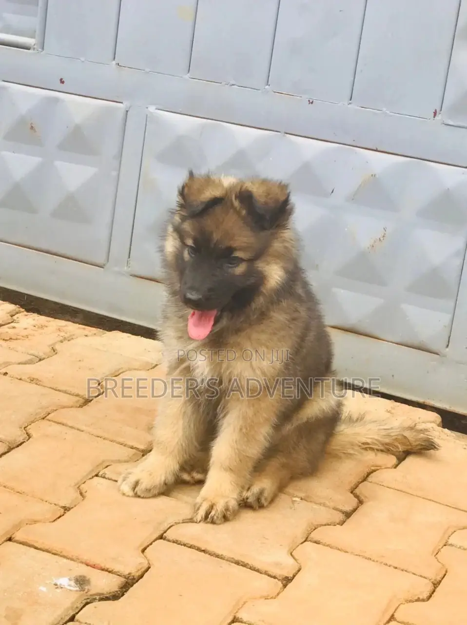 1-3 Months Male Purebred German Shepherd