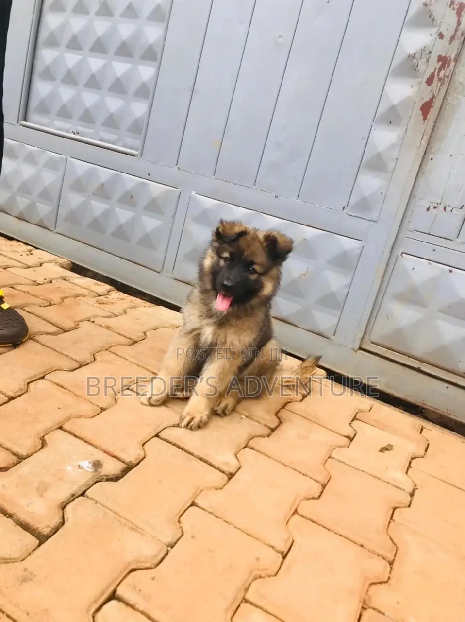 1-3 Months Male Purebred German Shepherd