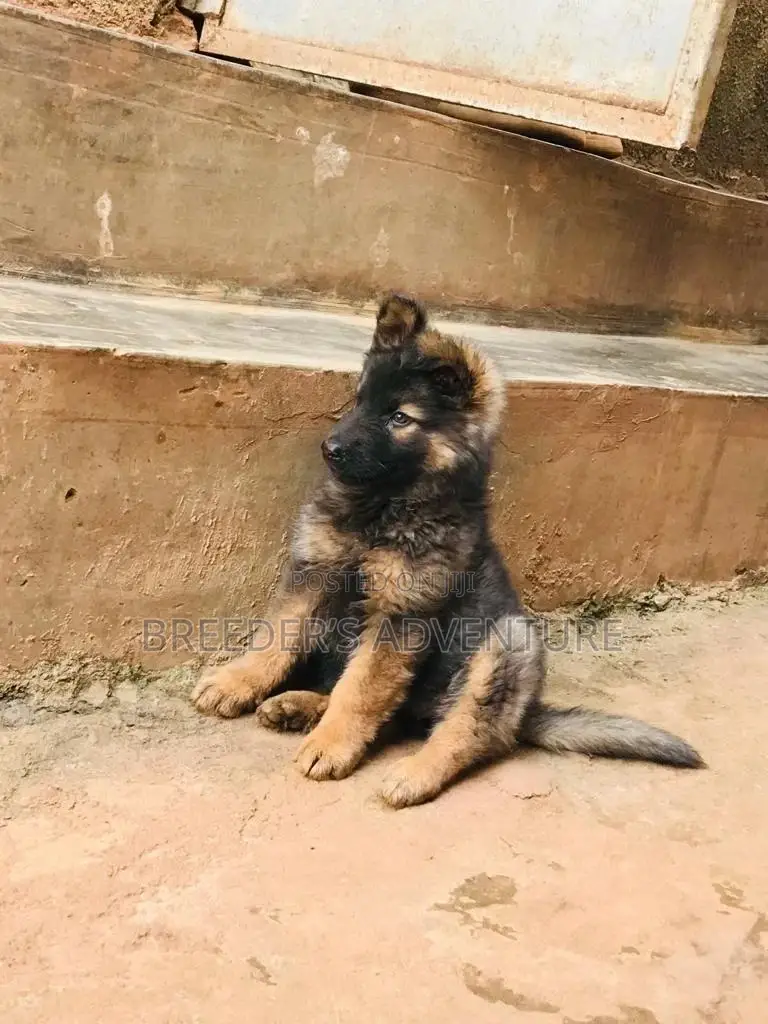 1-3 Months Male Purebred German Shepherd