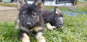 German Sherperd Healthly Puppies