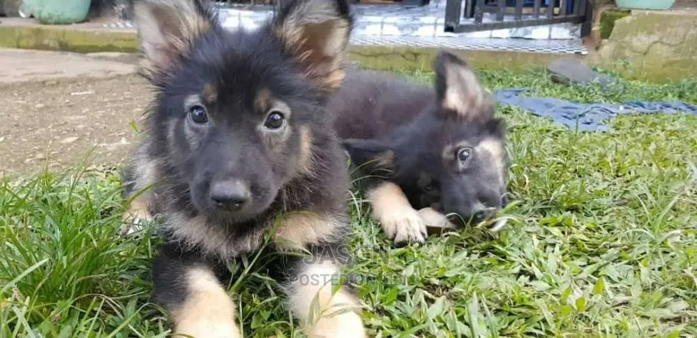 German Sherperd Healthly Puppies