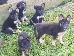 German Sherperd Healthly Puppies