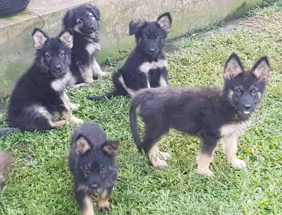 German Sherperd Healthly Puppies