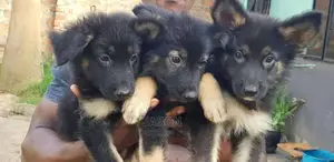 German Sherperd Healthly Puppies