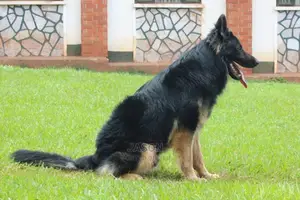 German Sherperd Healthly Puppies